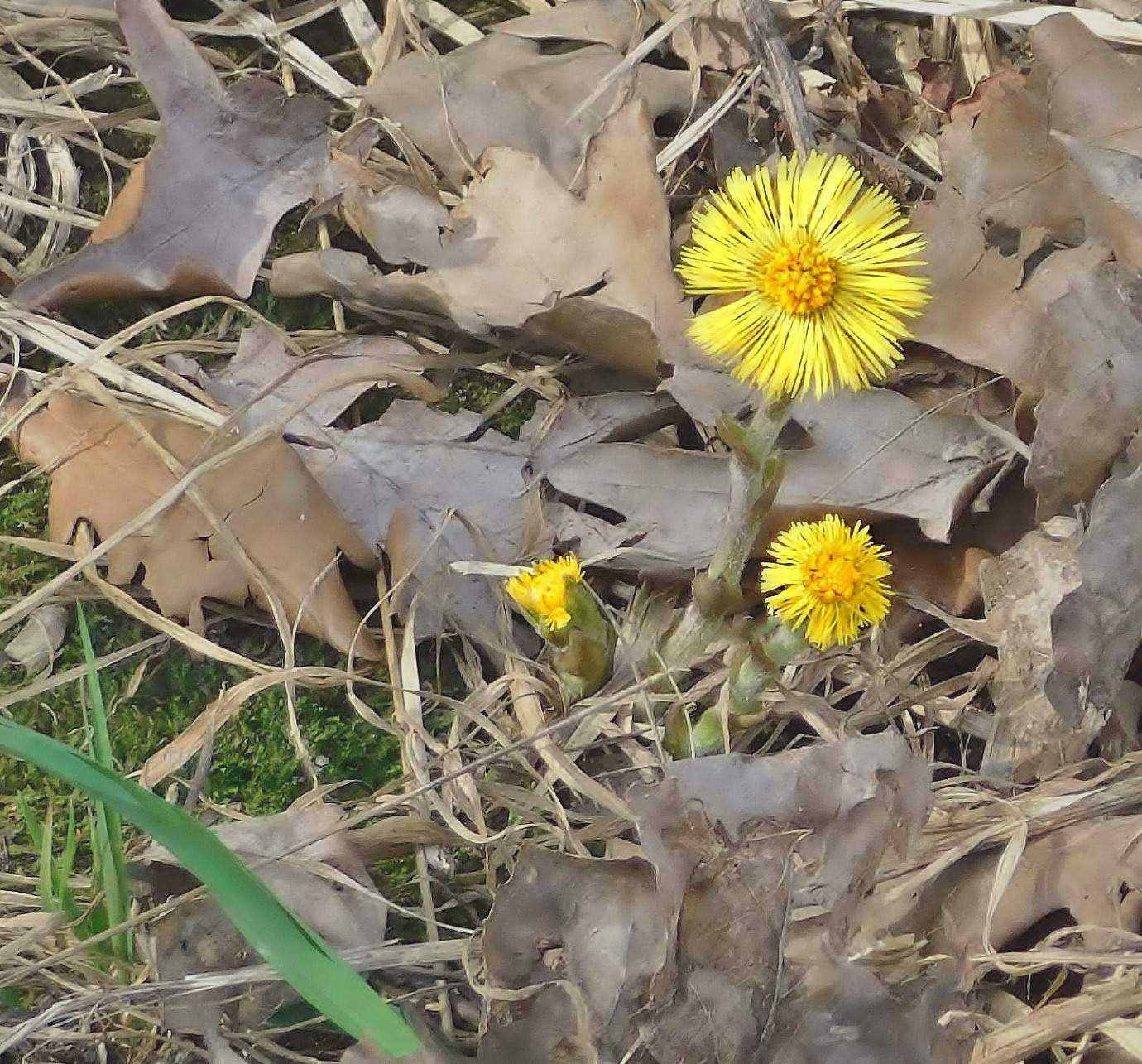 Цветы ранней весны