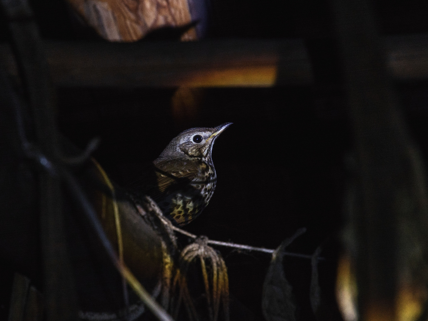 Жизнь вокруг