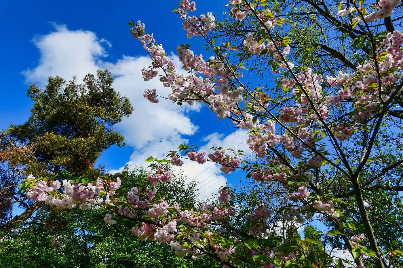 Сакура в цвету