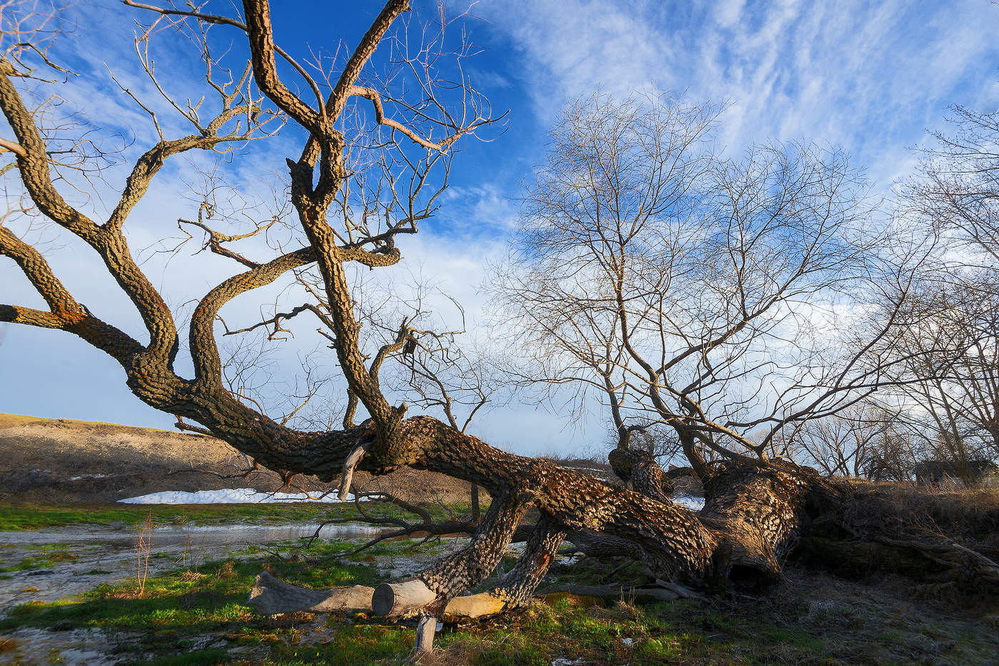 Про дерево...