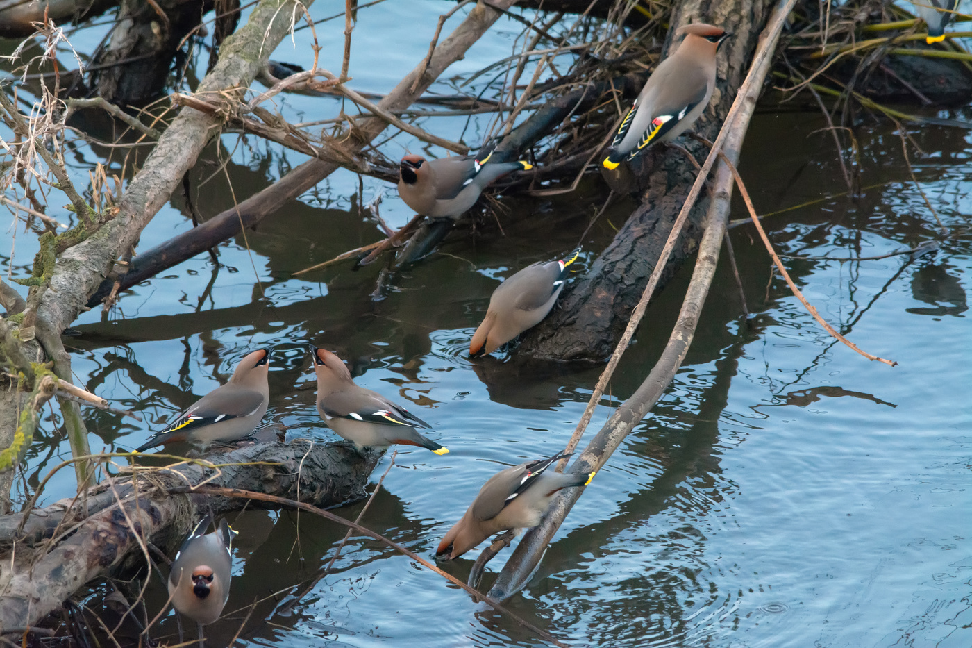 водопой на восходе
