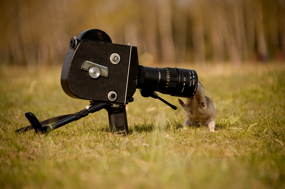 Сейчас посмотрю, что там делается !!!