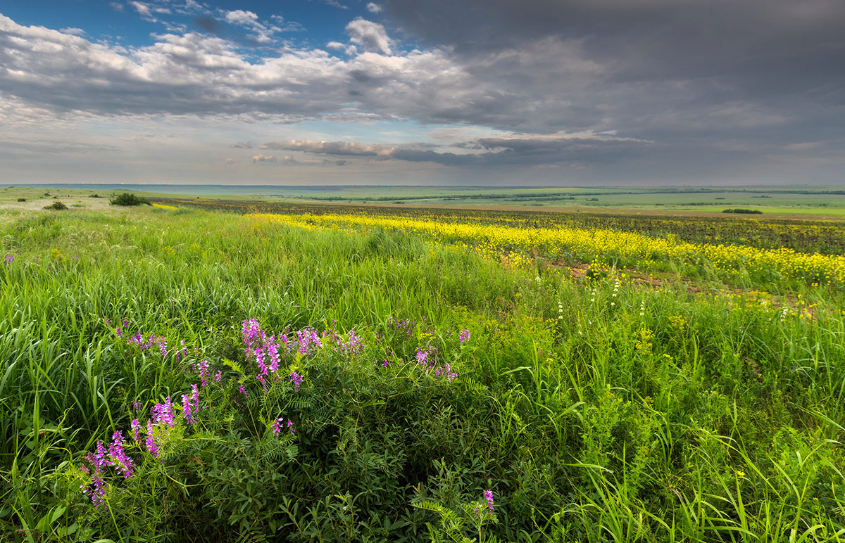 Степные картинки