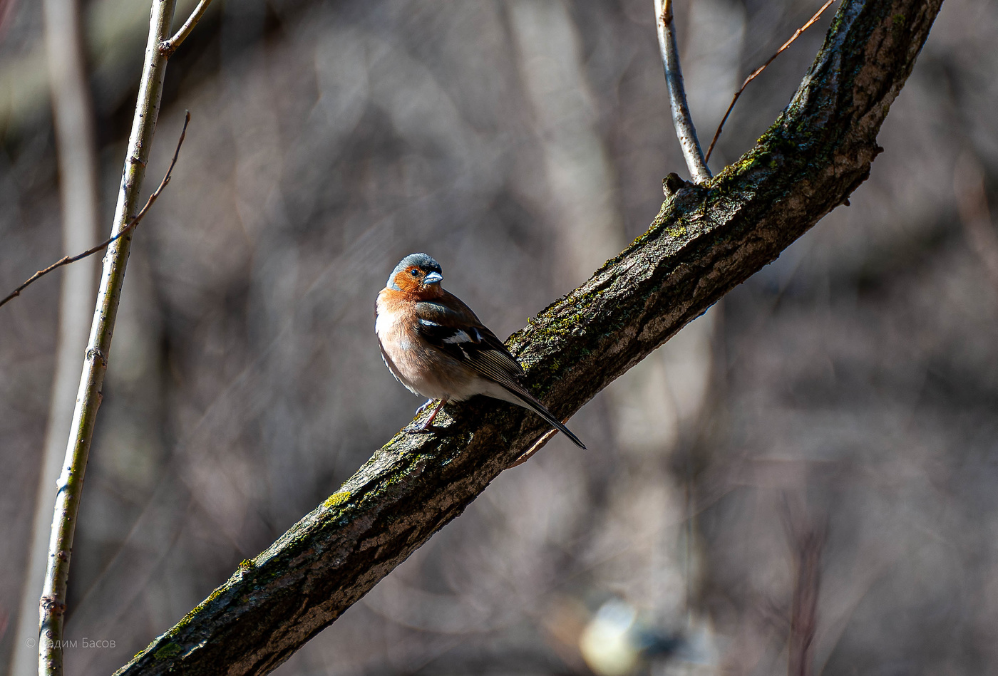 Знакомые незнакомцы Зяблик.