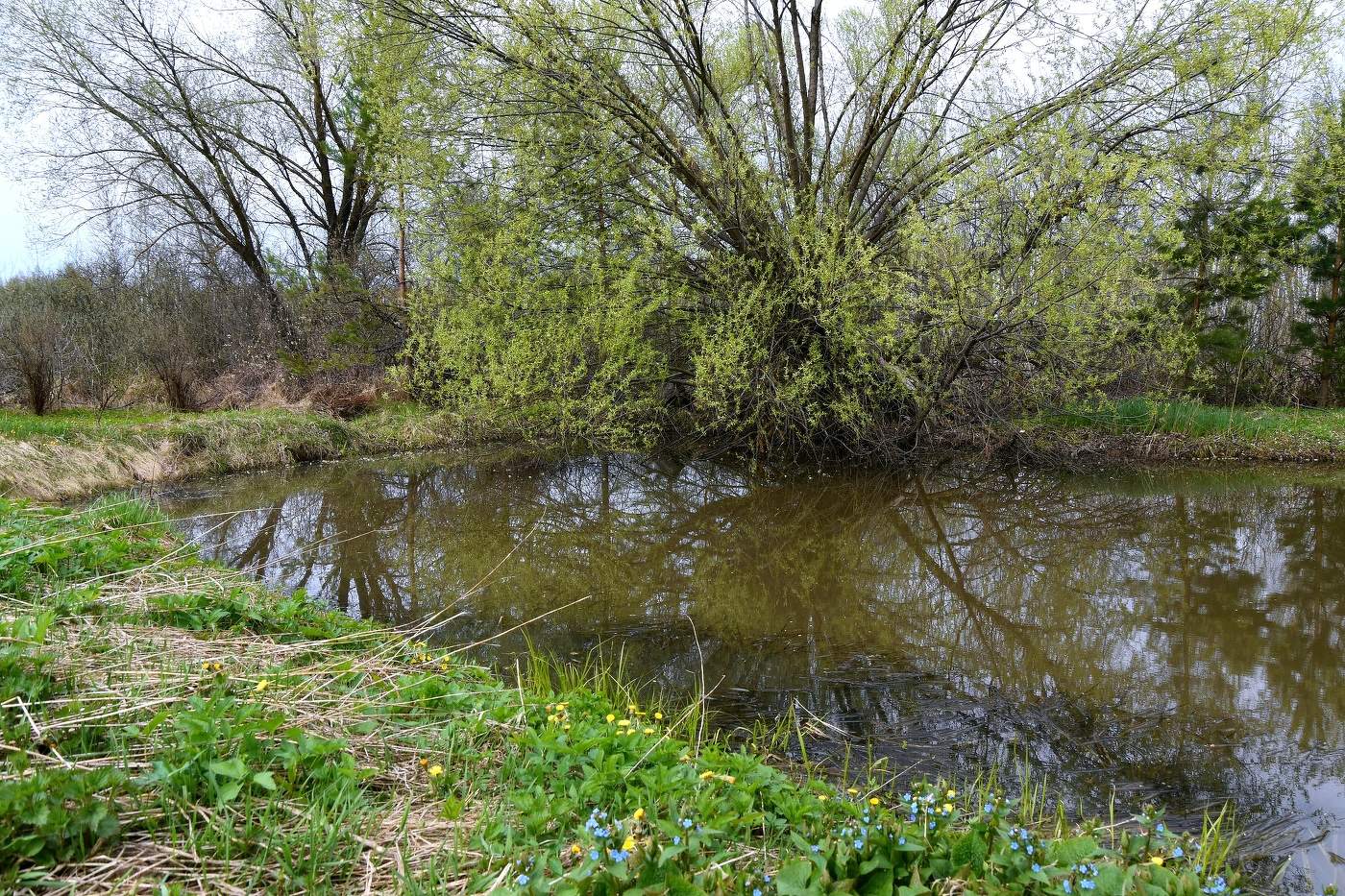 Опять весна на белом свете....