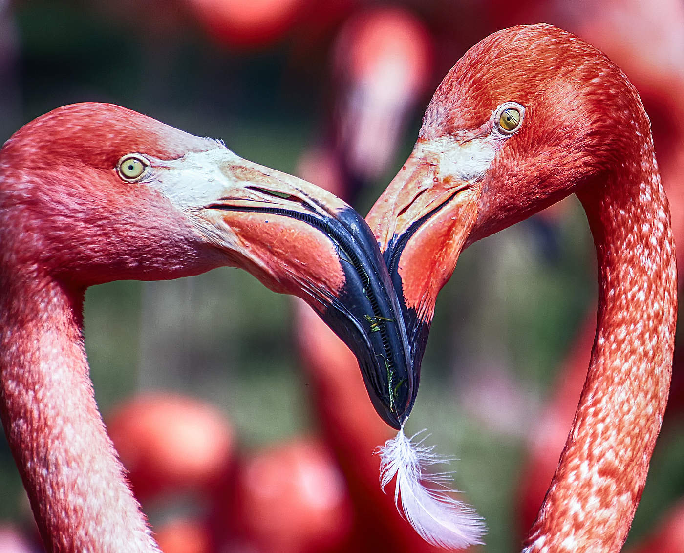 Пёрышко любви