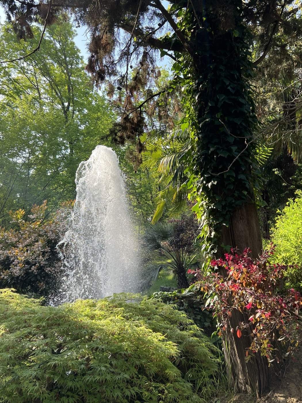 Весна в Сочи