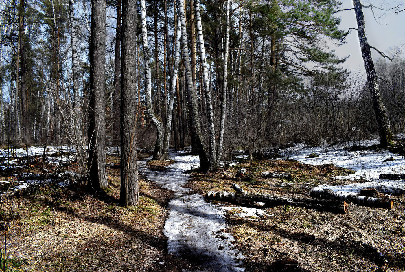Апрельский лес