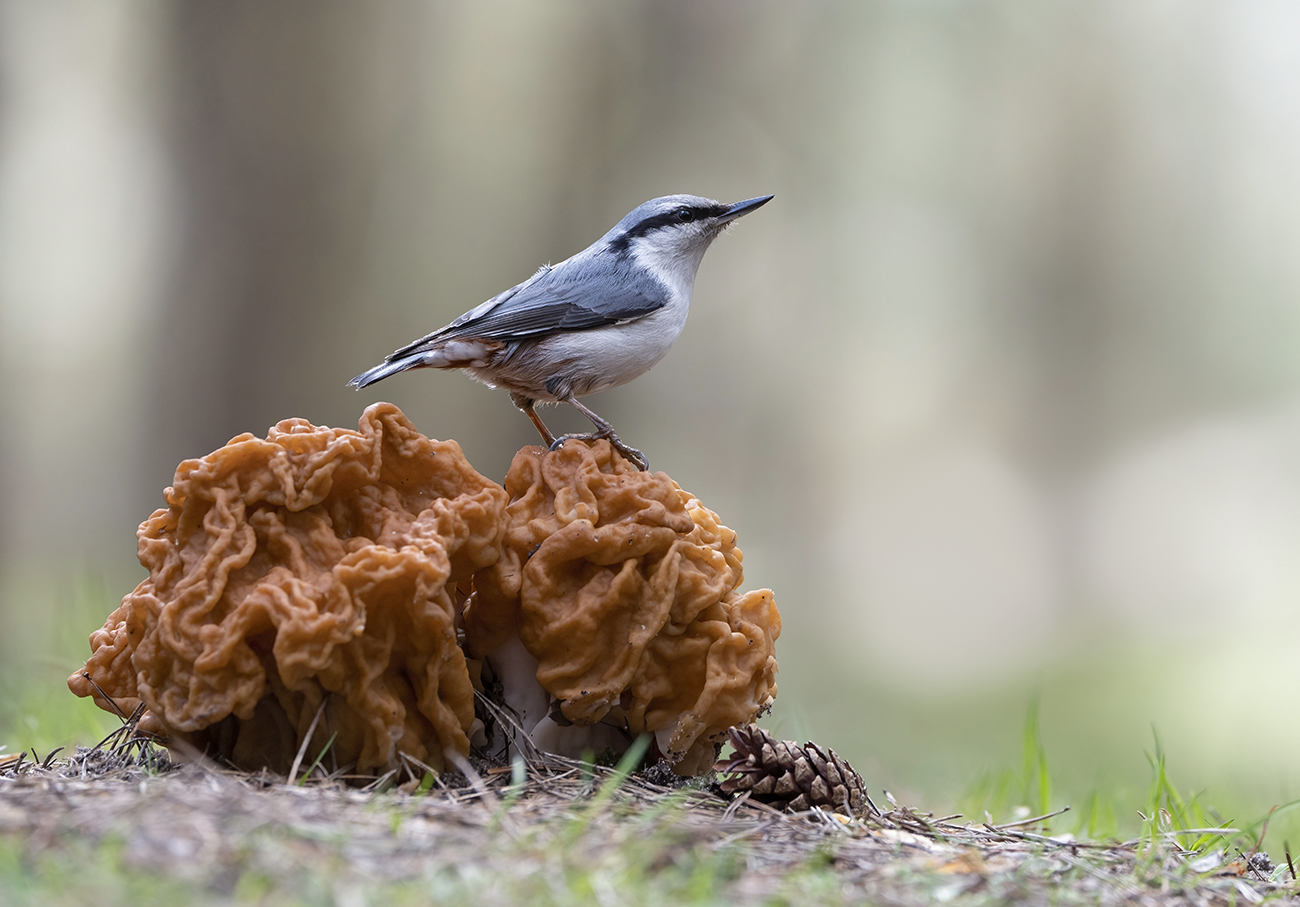 В стране грибов гигантов