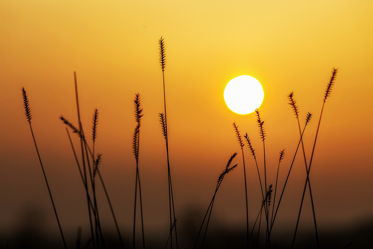 Тихим утром