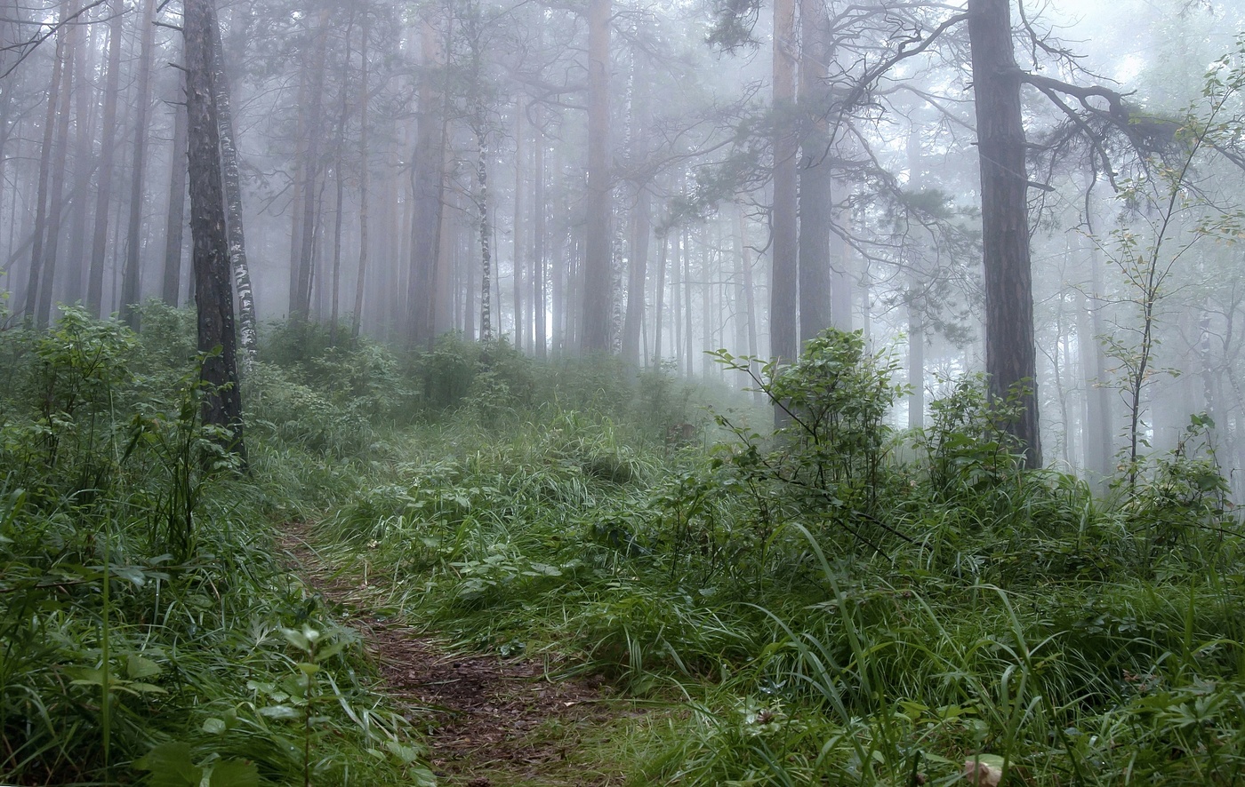 Прогулки по туману