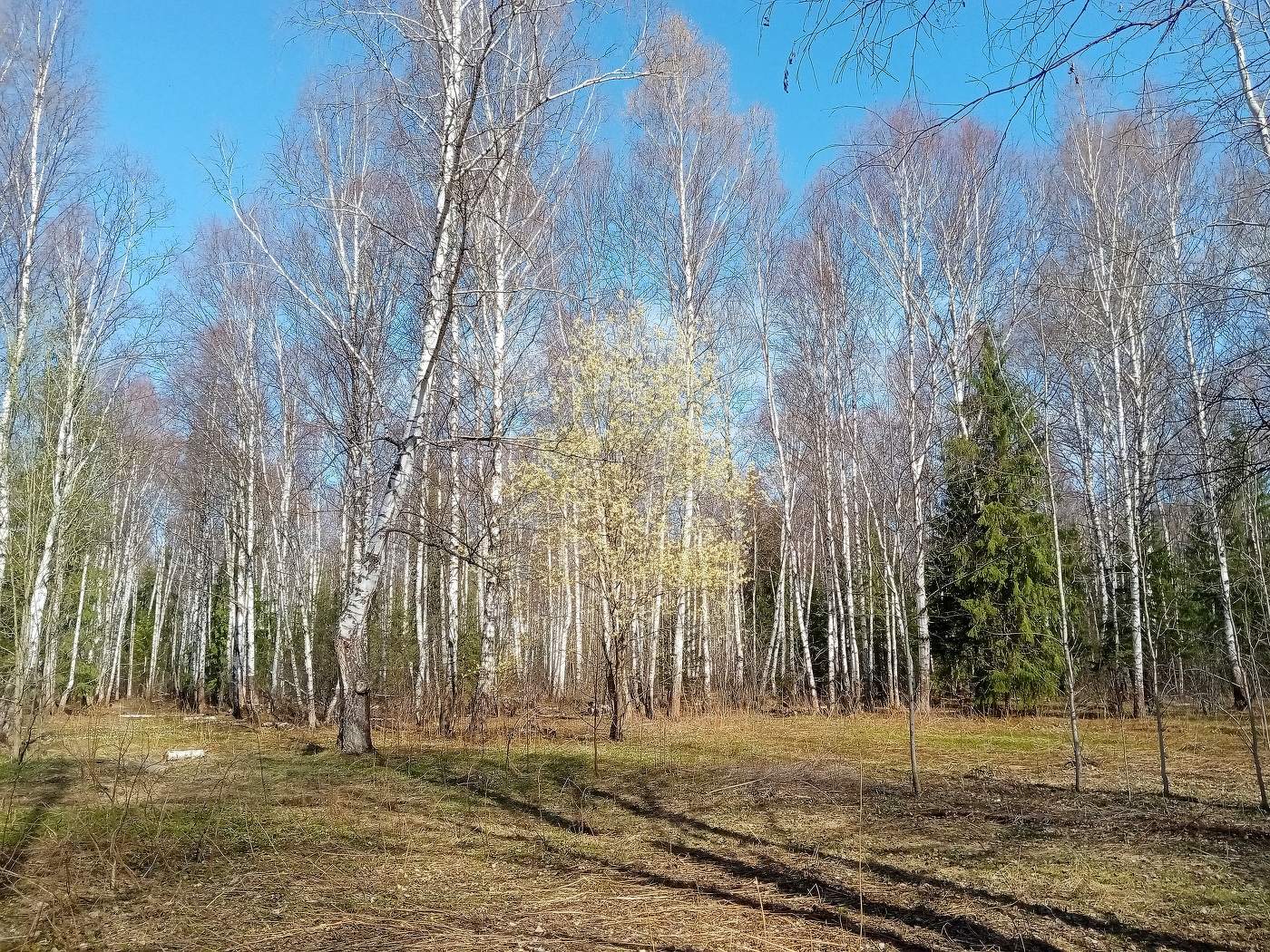 Весна, весна.