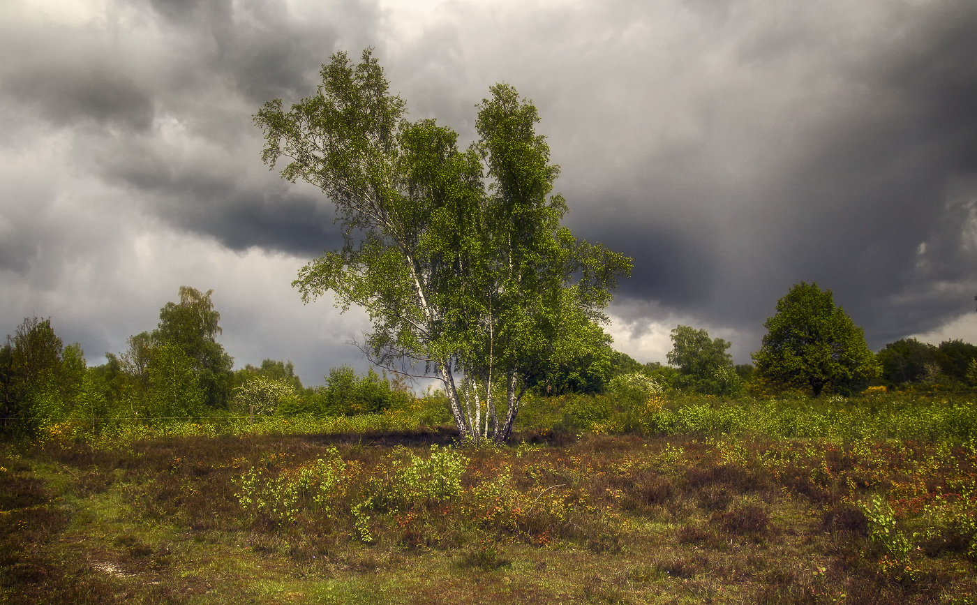 Про берёзку