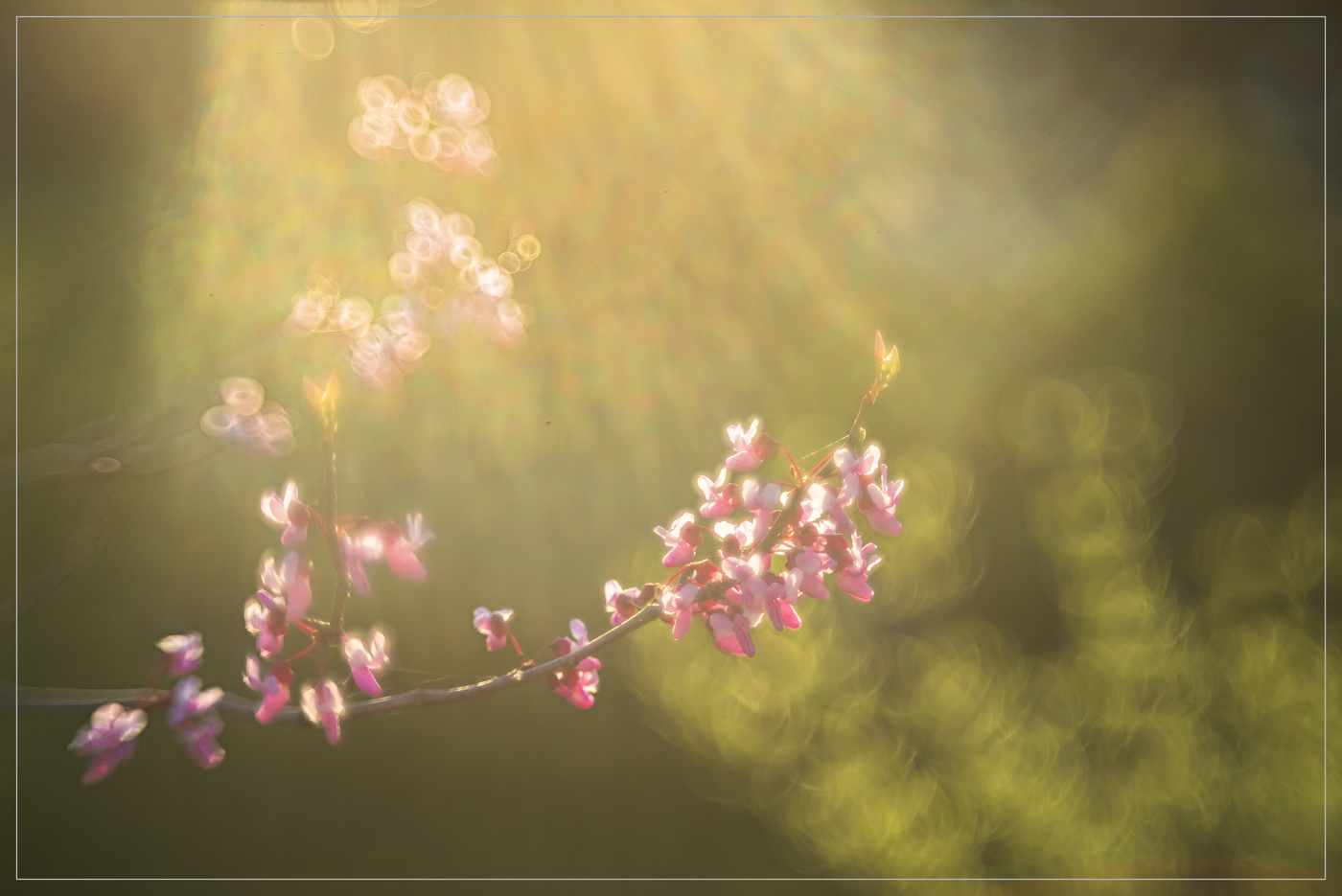 Купание в весенних солнечных лучах