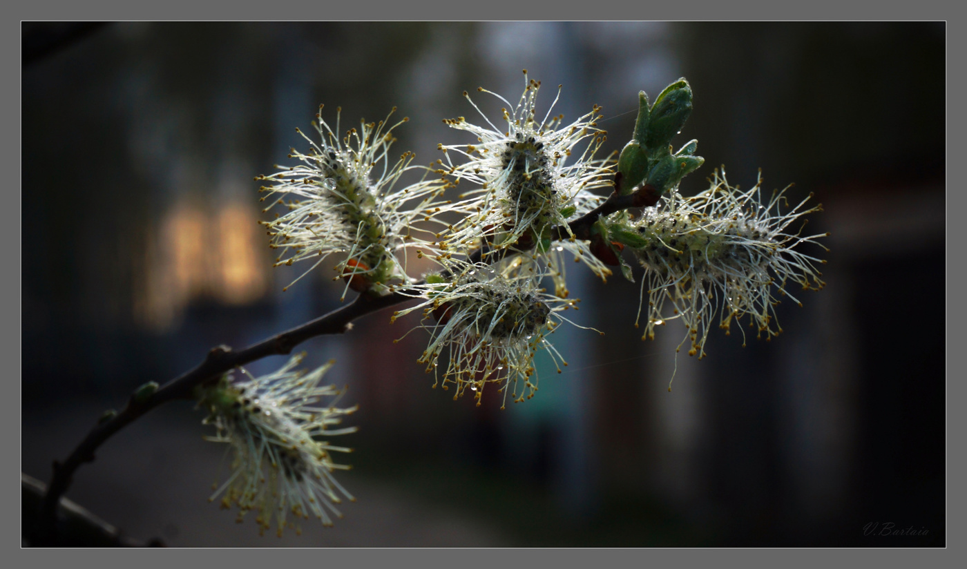 Распушилась...