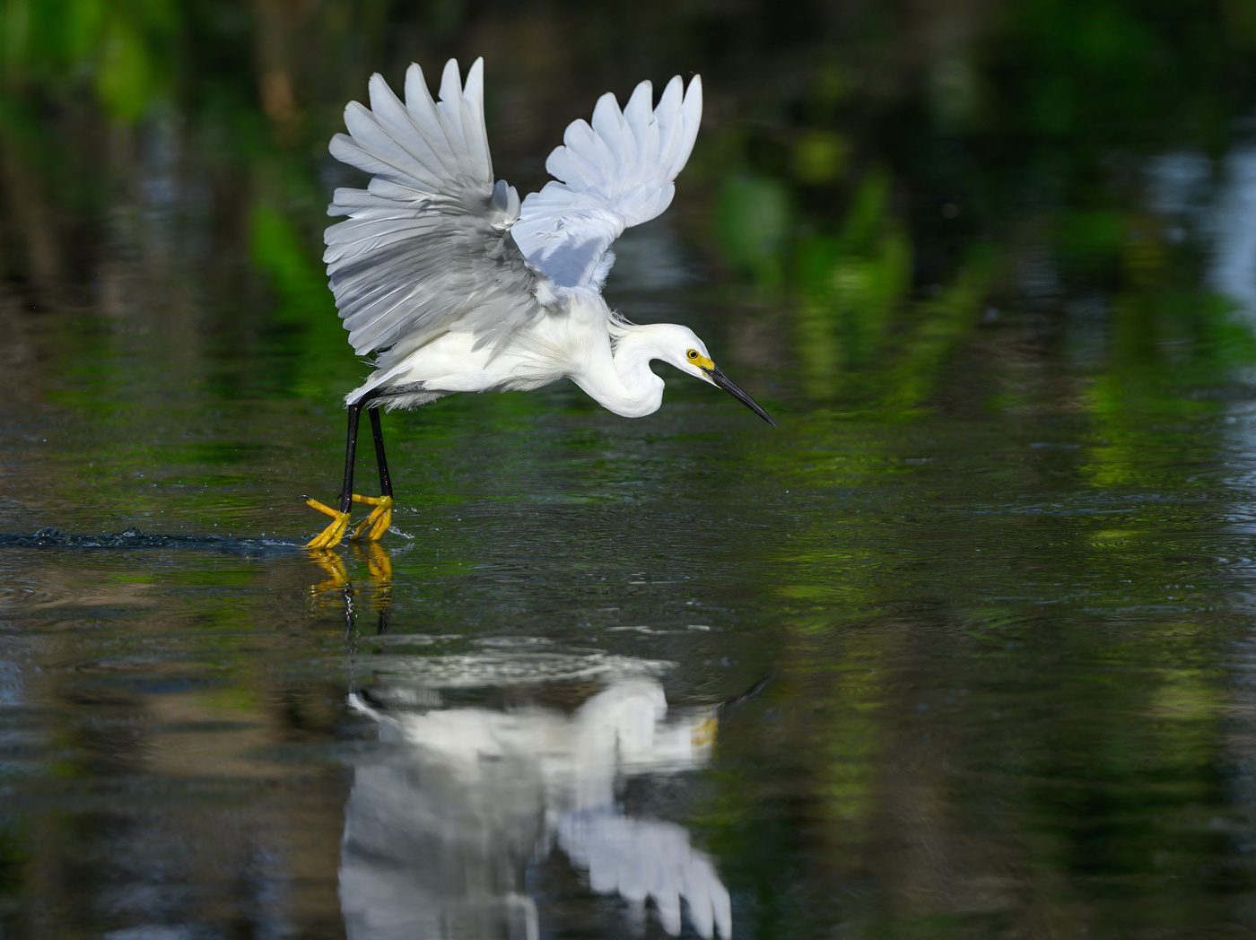 Snowy egret