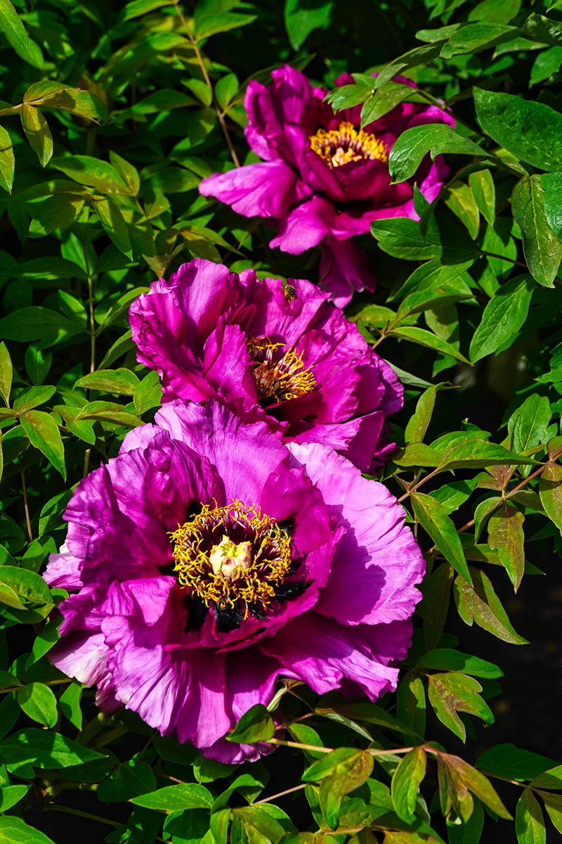 Пион древолистный