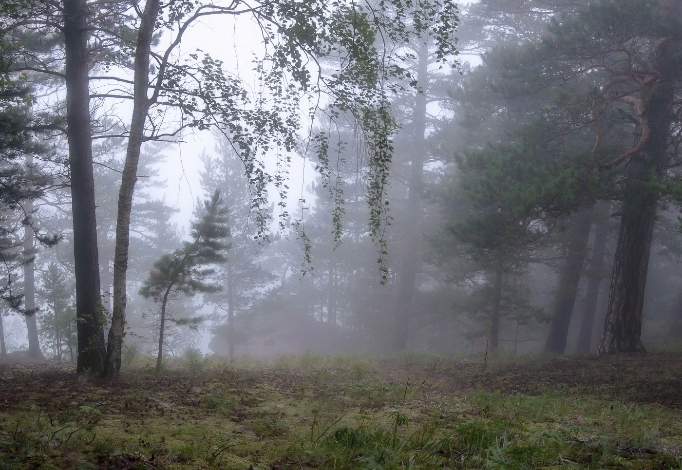 Прогулка по туману