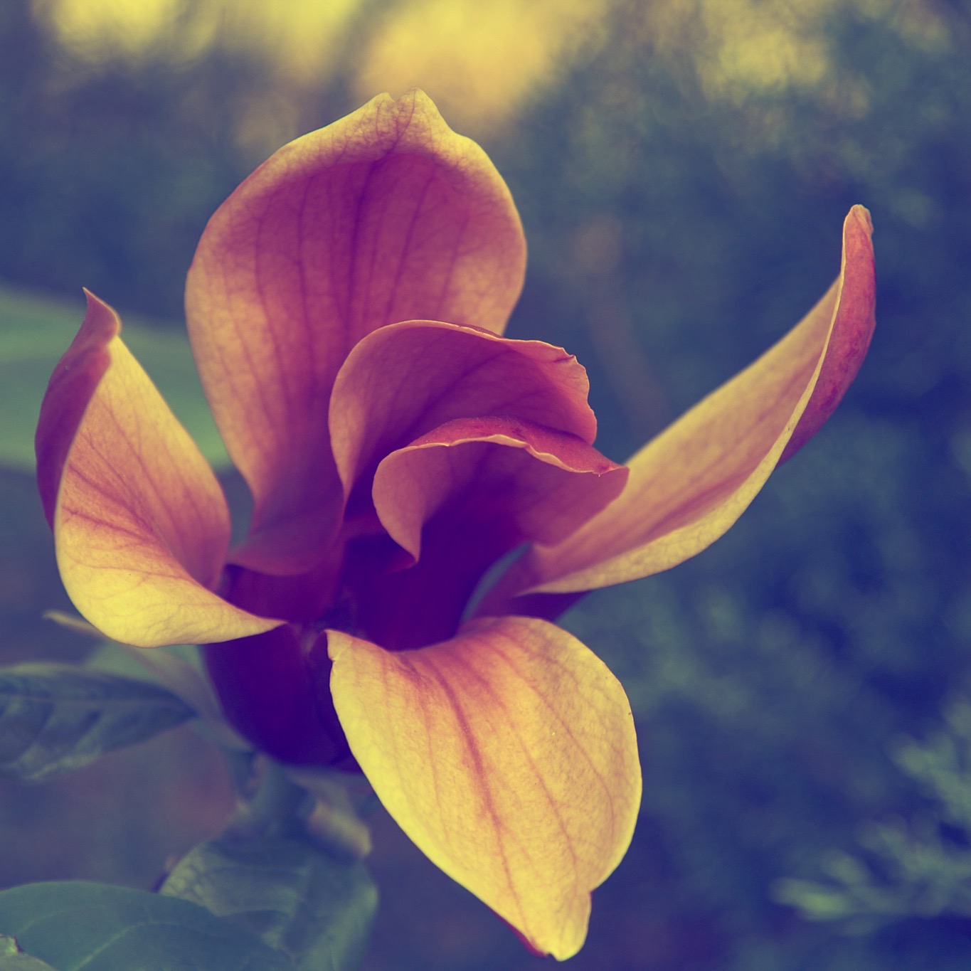 Когда в садах цветут цветы