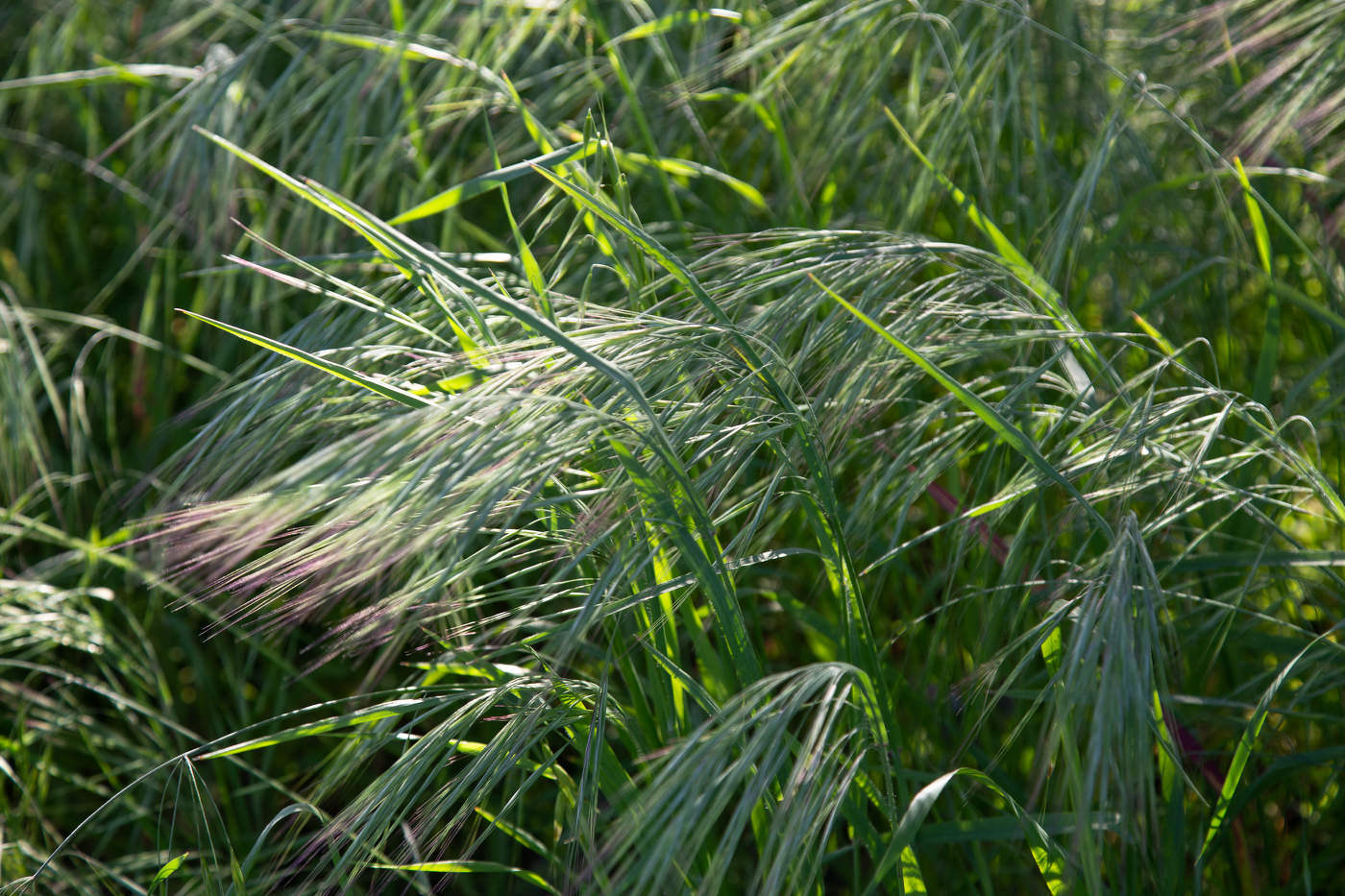 Просто трава