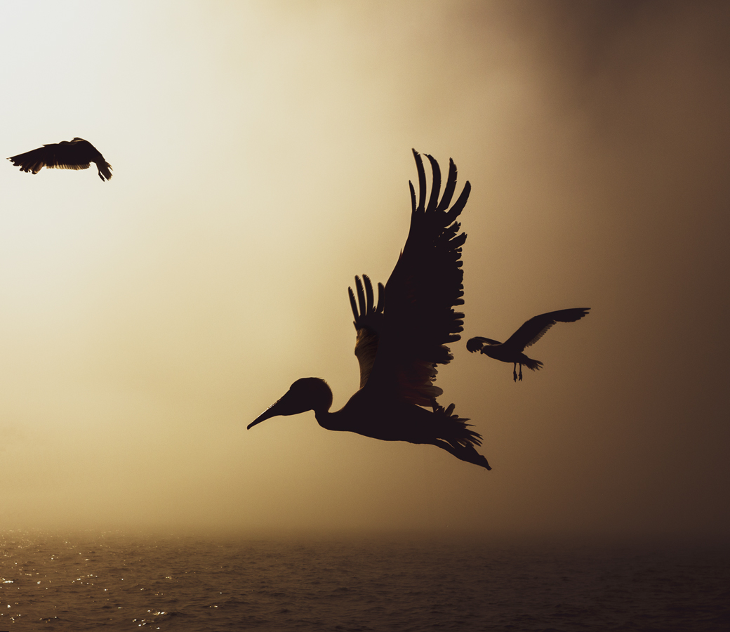 Слетелись как коршуны...