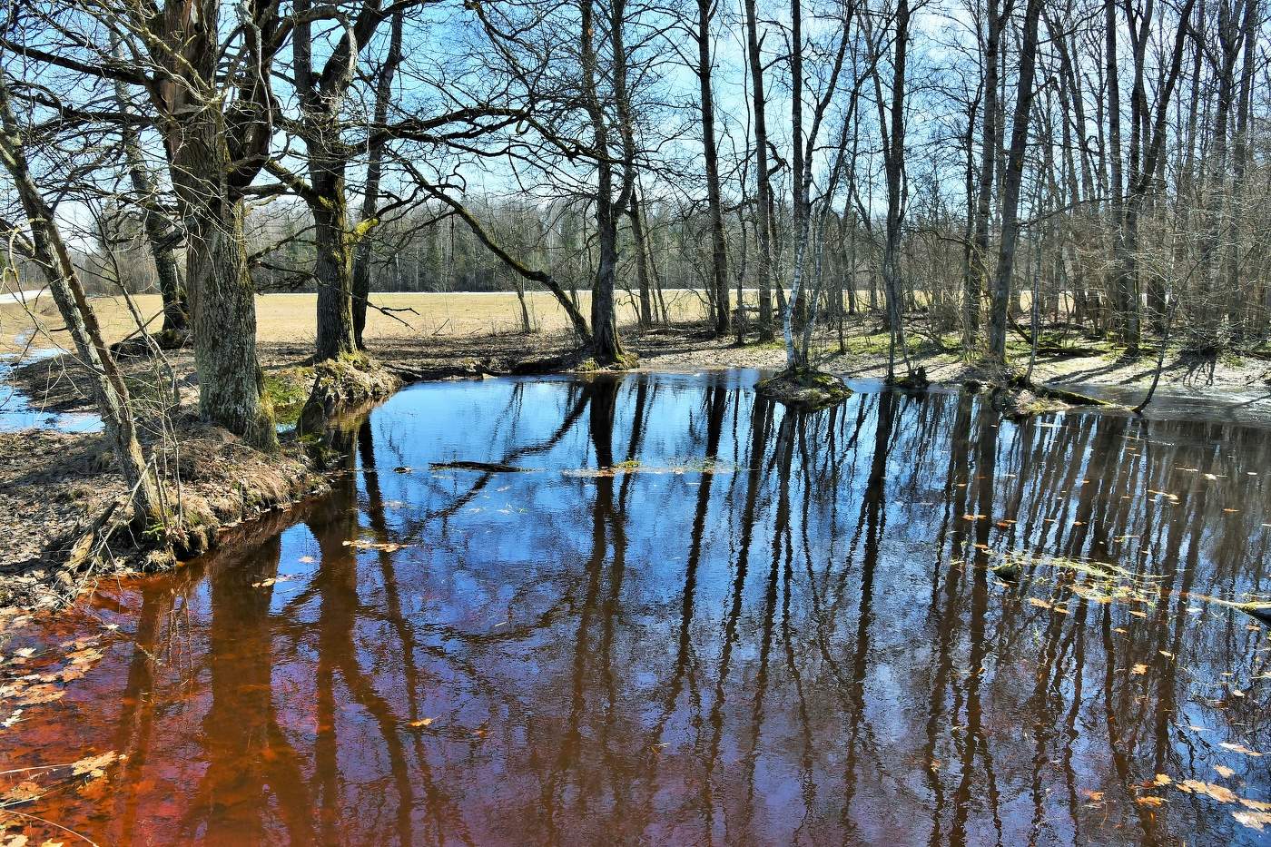 На опушке апрельского леса ...