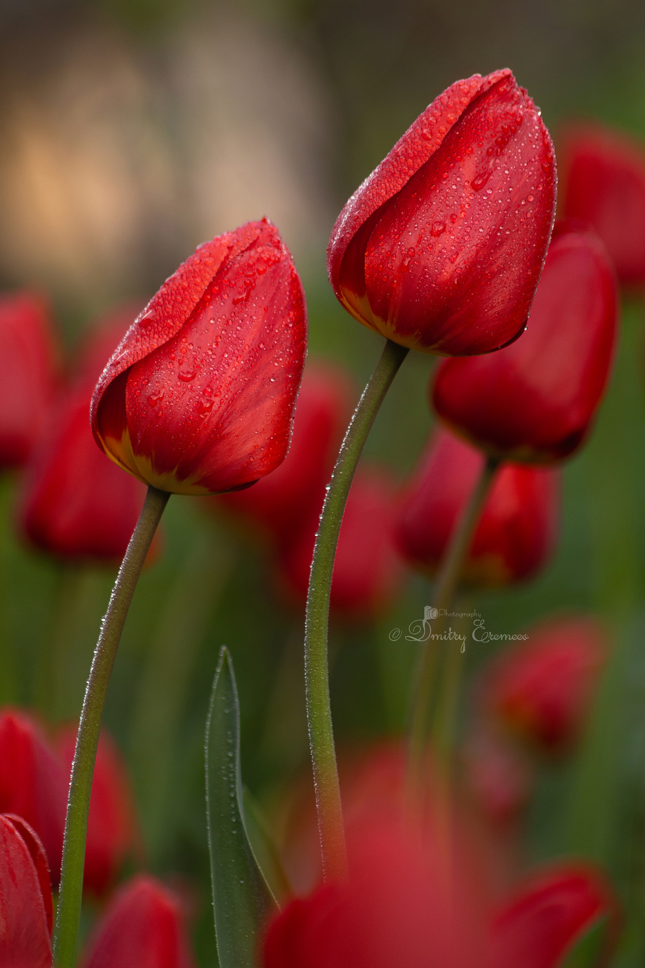 Апрельские краски...