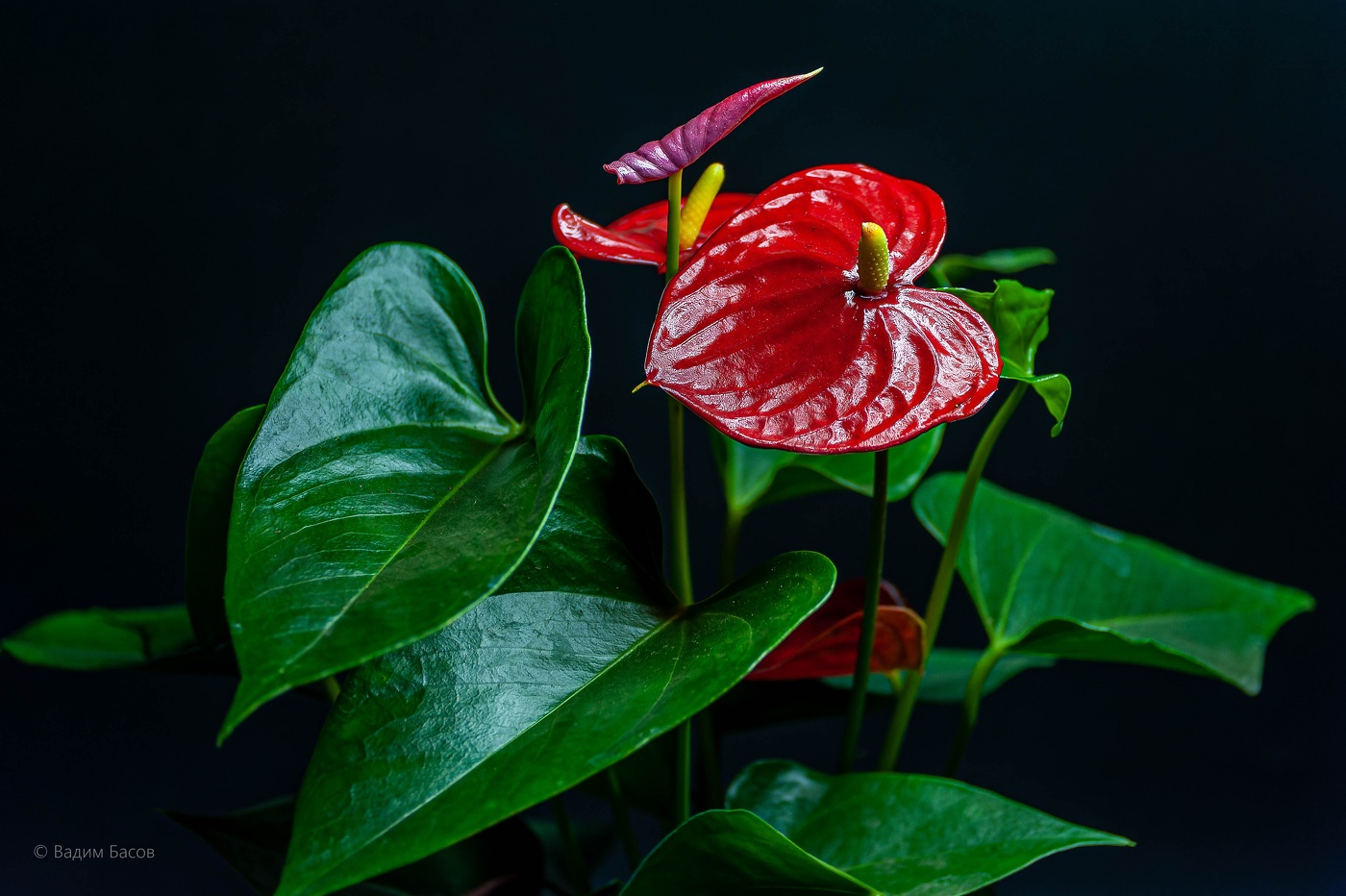 Антуриум красный.