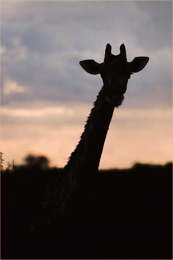 «Он жираф! Ему видней!»