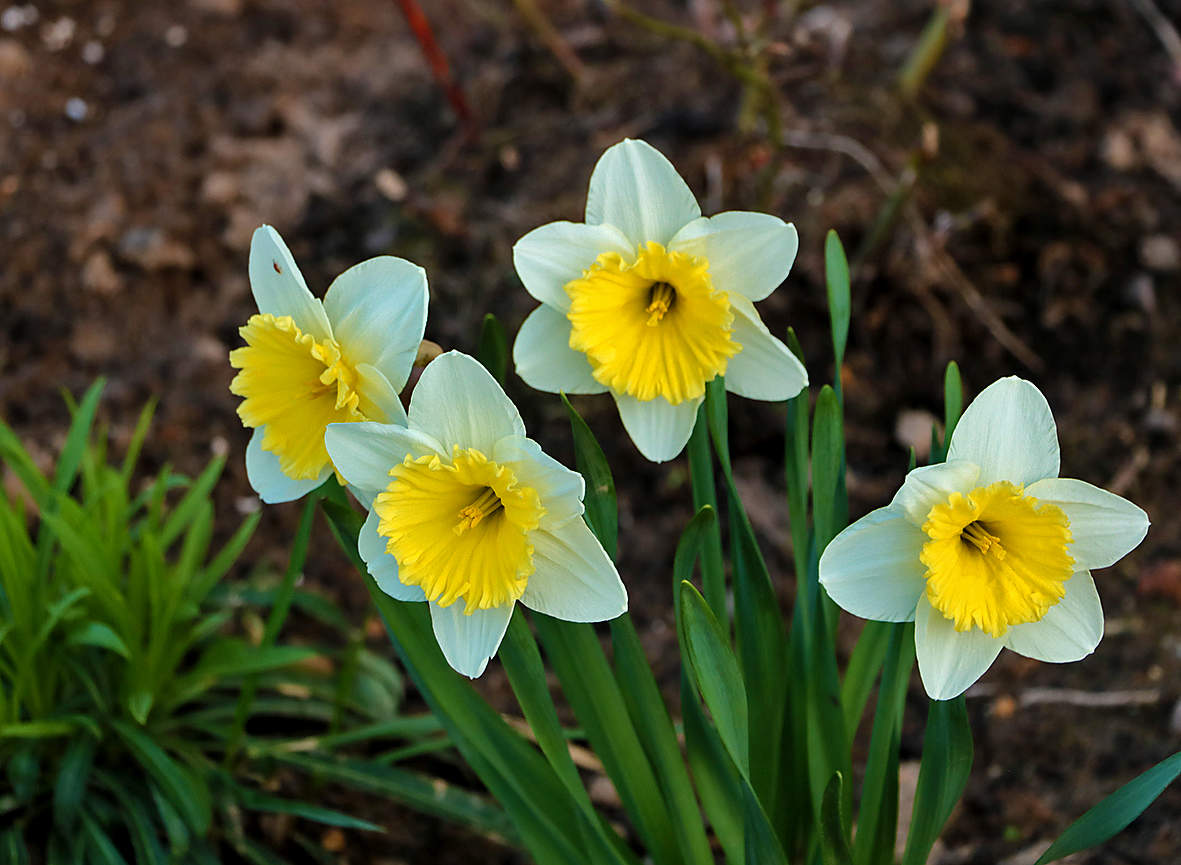 Апрельский квартет