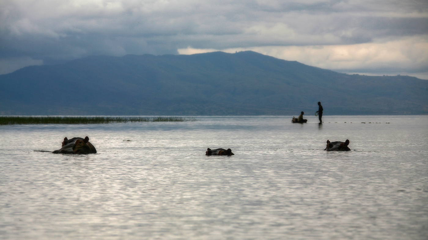 Бегемот-мот-мот плывёт