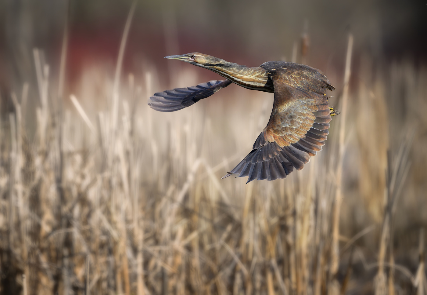 American bittern