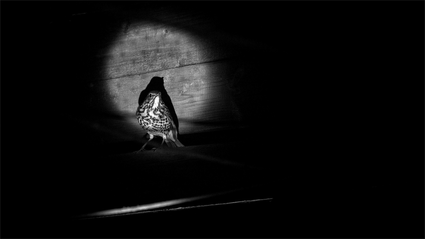 Жизнь вокруг