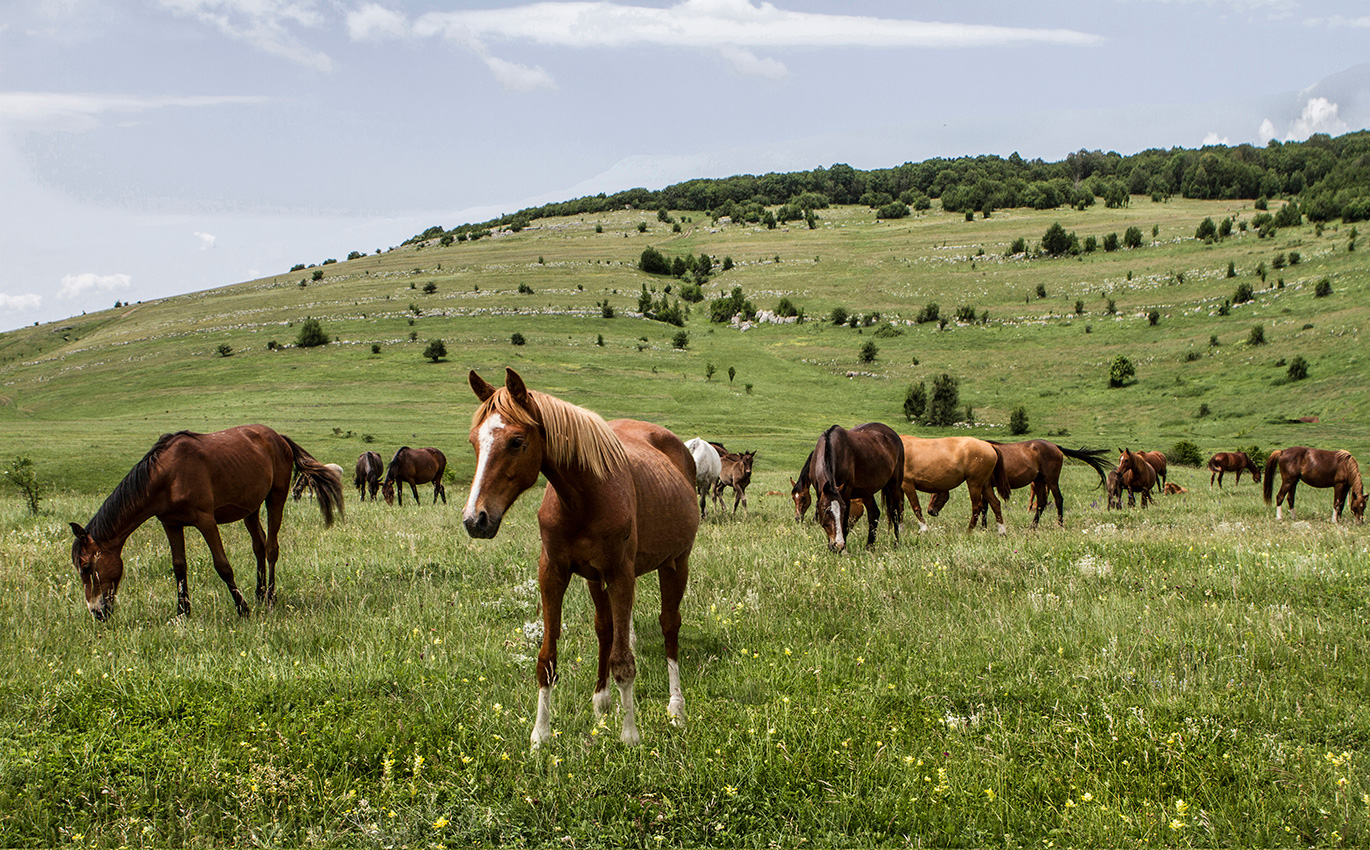 Любопытная животИна.