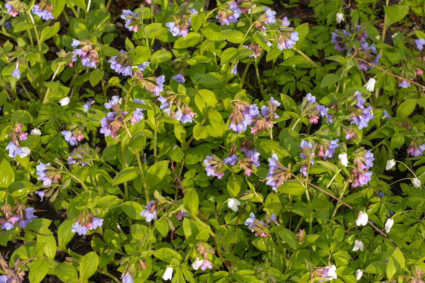 первоцветы