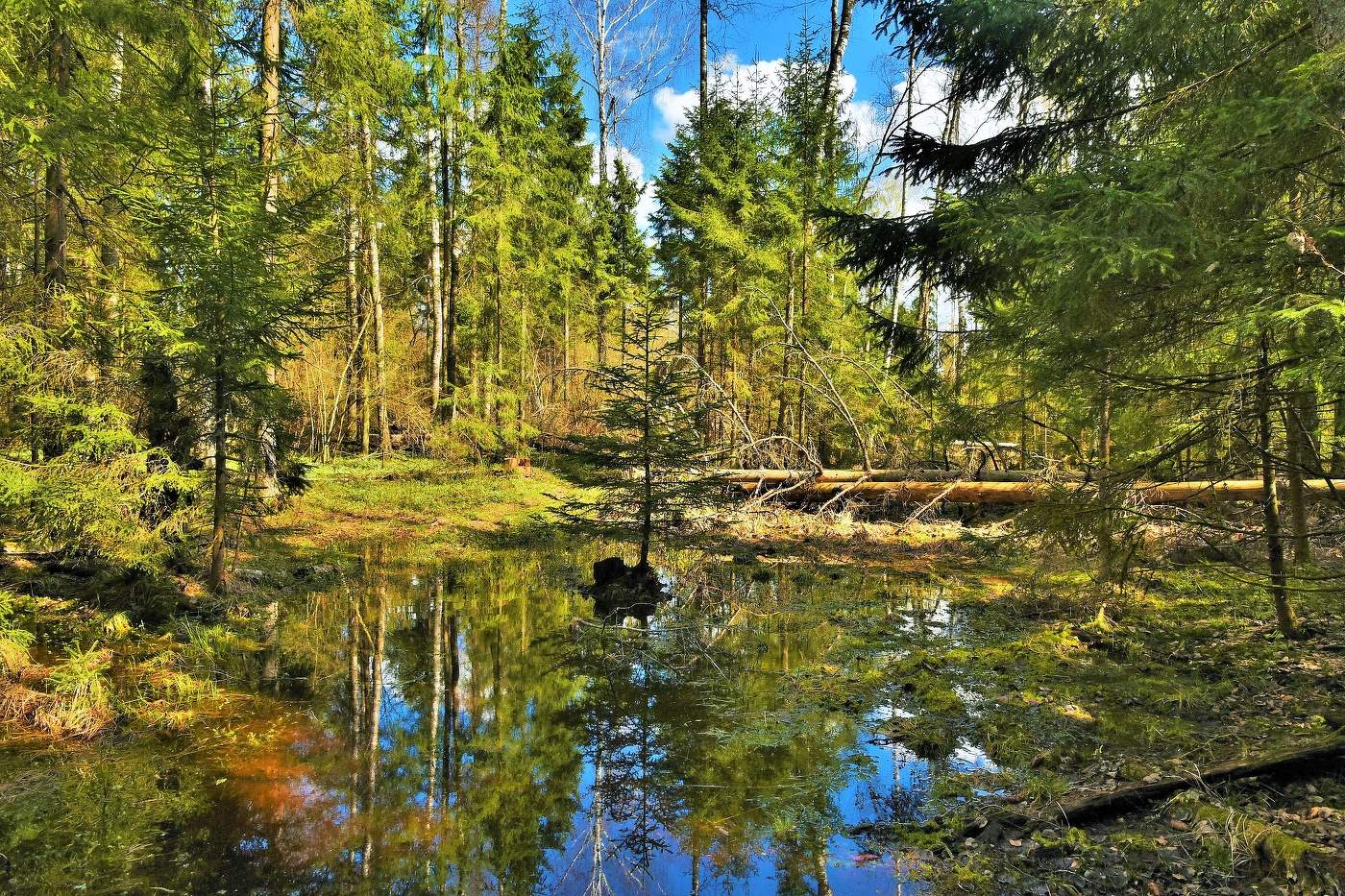 Солнечный день в апрельском лесу ...
