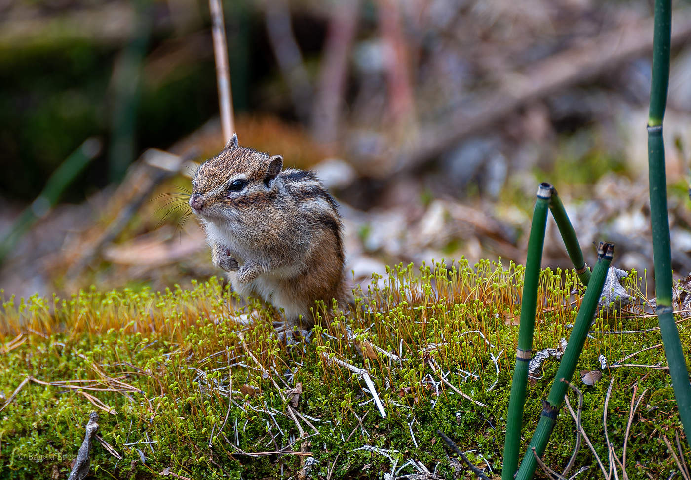 Полосатик бурундучок.