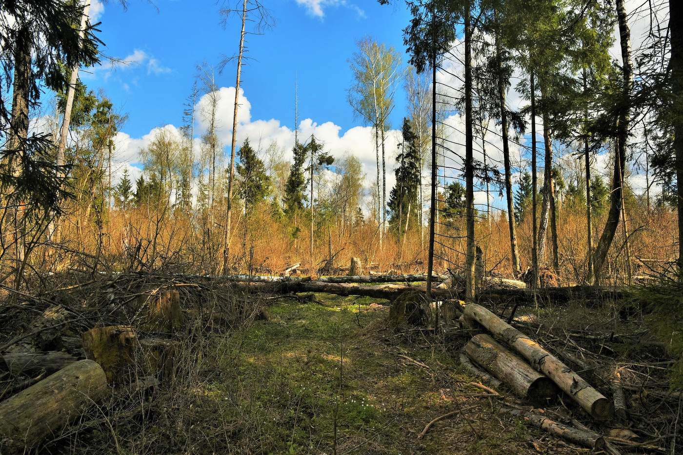 На вырубках ...