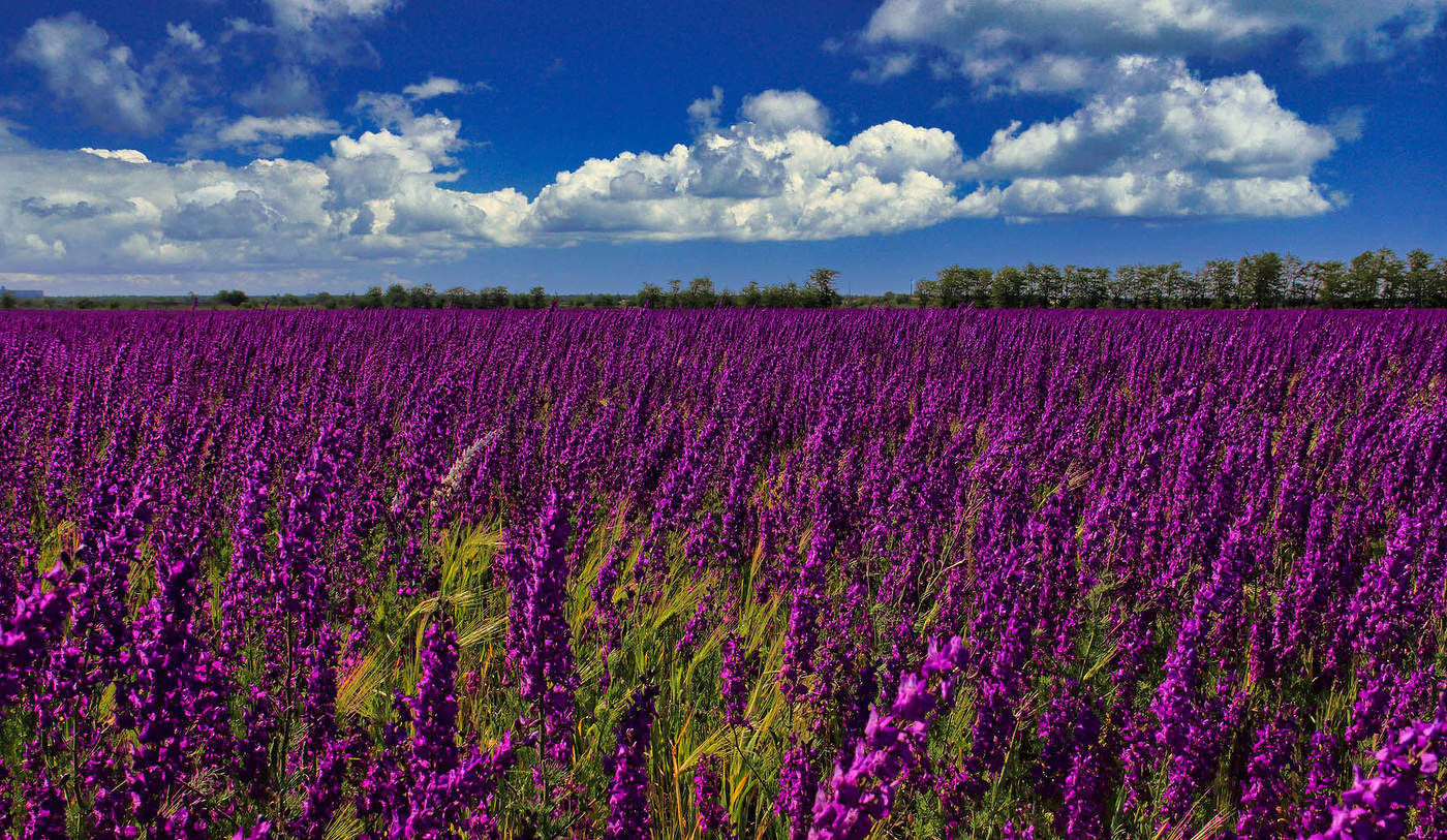 Живокость восточнкая