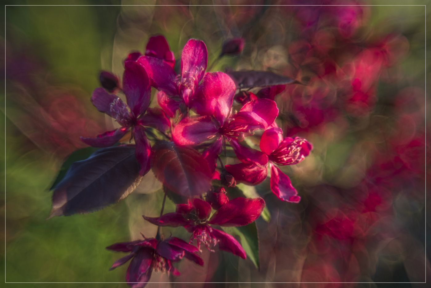 Яблони в цвету ...