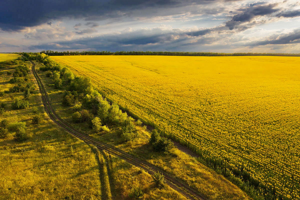 Подсолнечник под низким солнцем