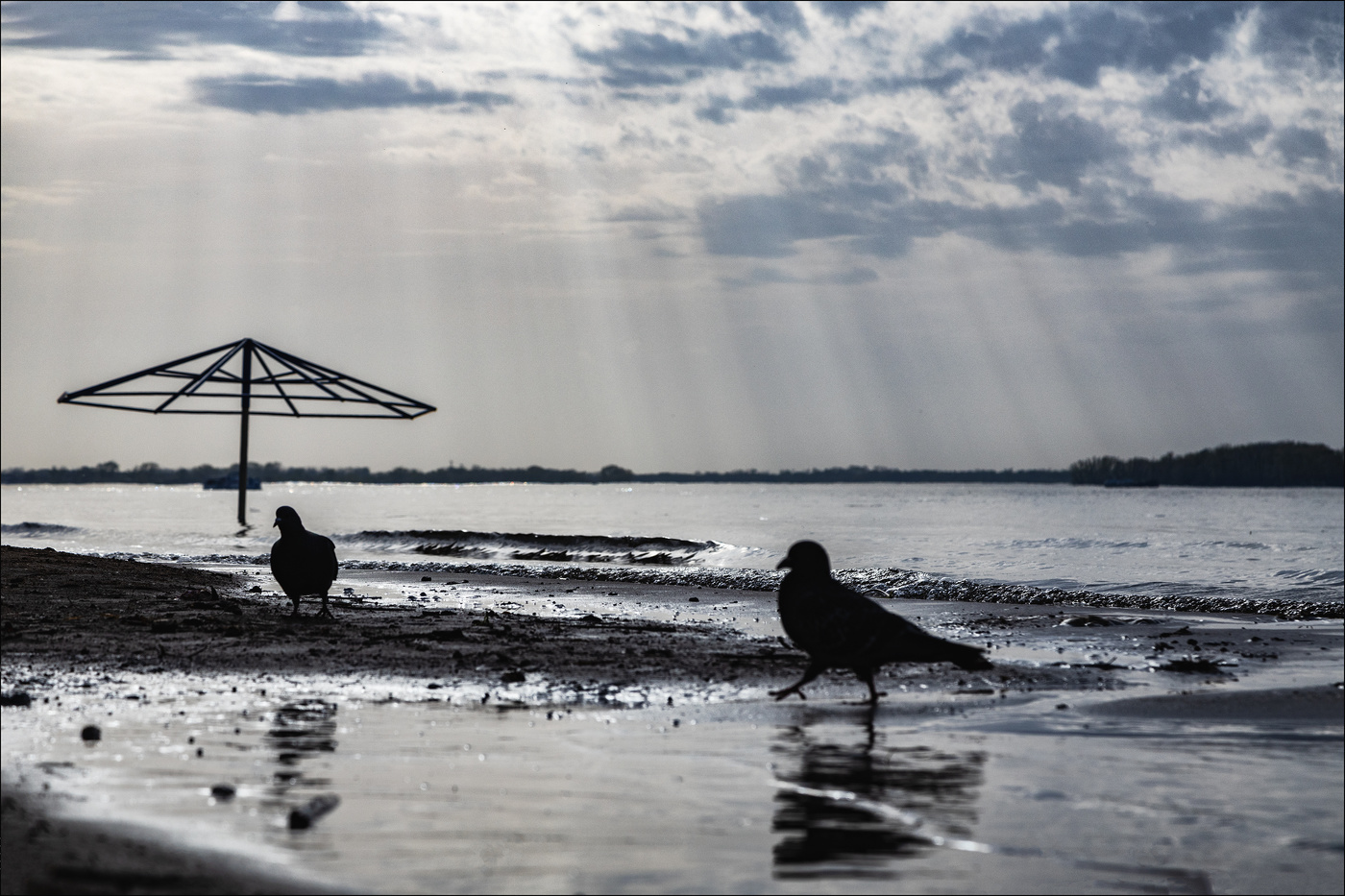 Пернатый ухажер.