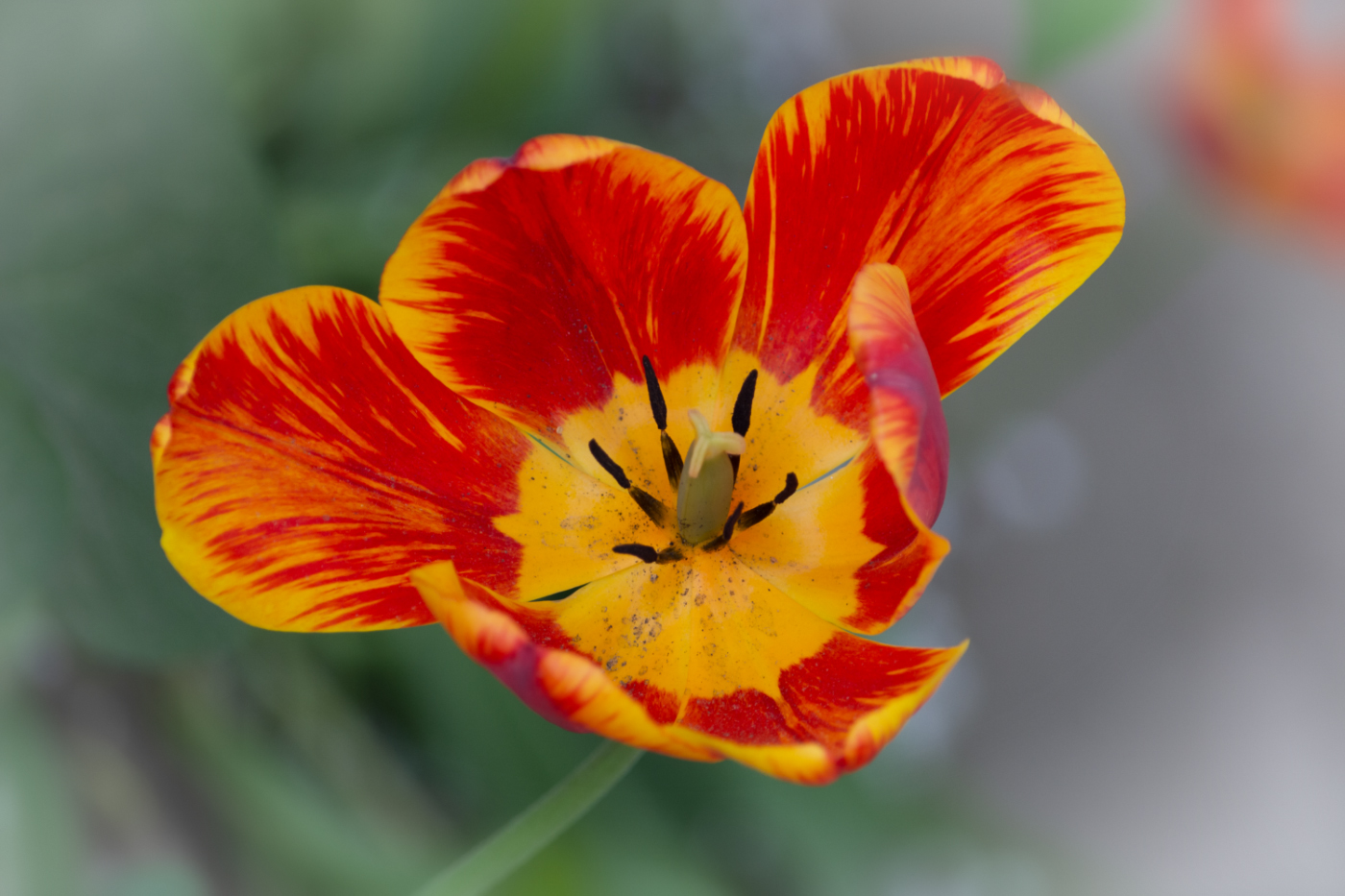 "Чебурашка" от....тюльпана)))))