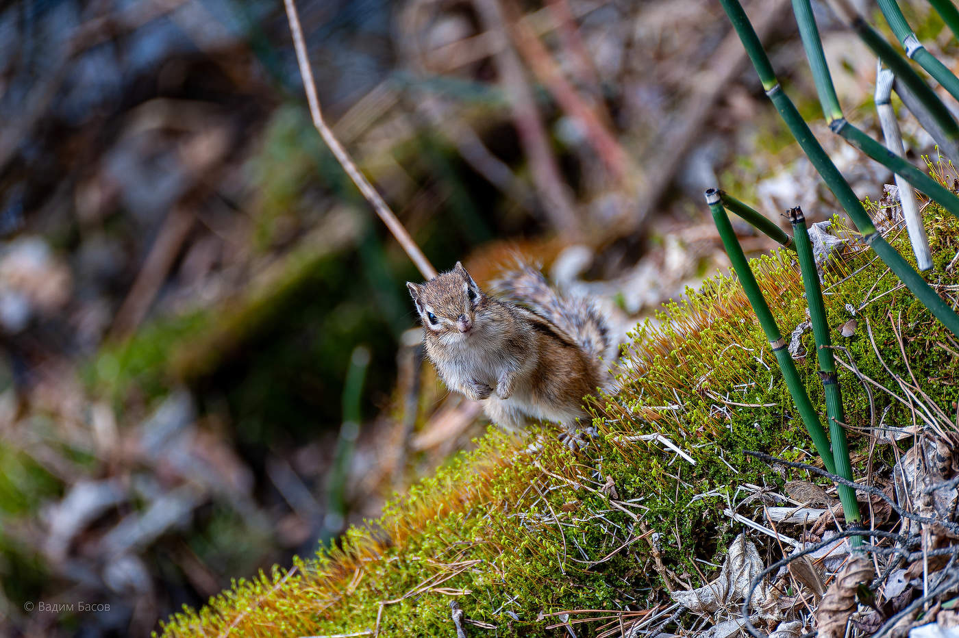 Здравствуй, я проснулся.