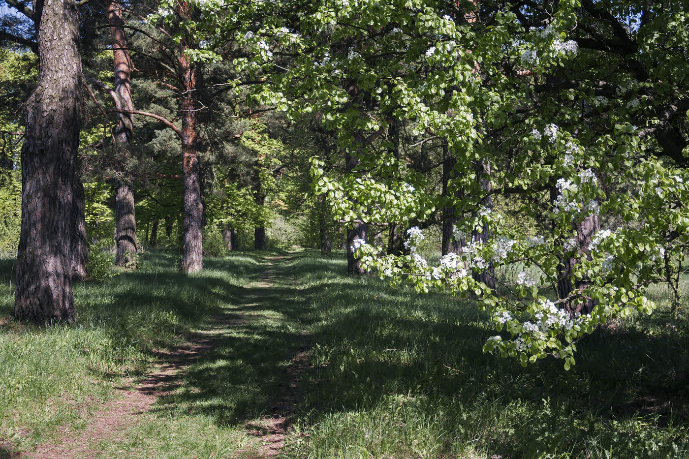 Цветущая яблоня на сосновой аллее