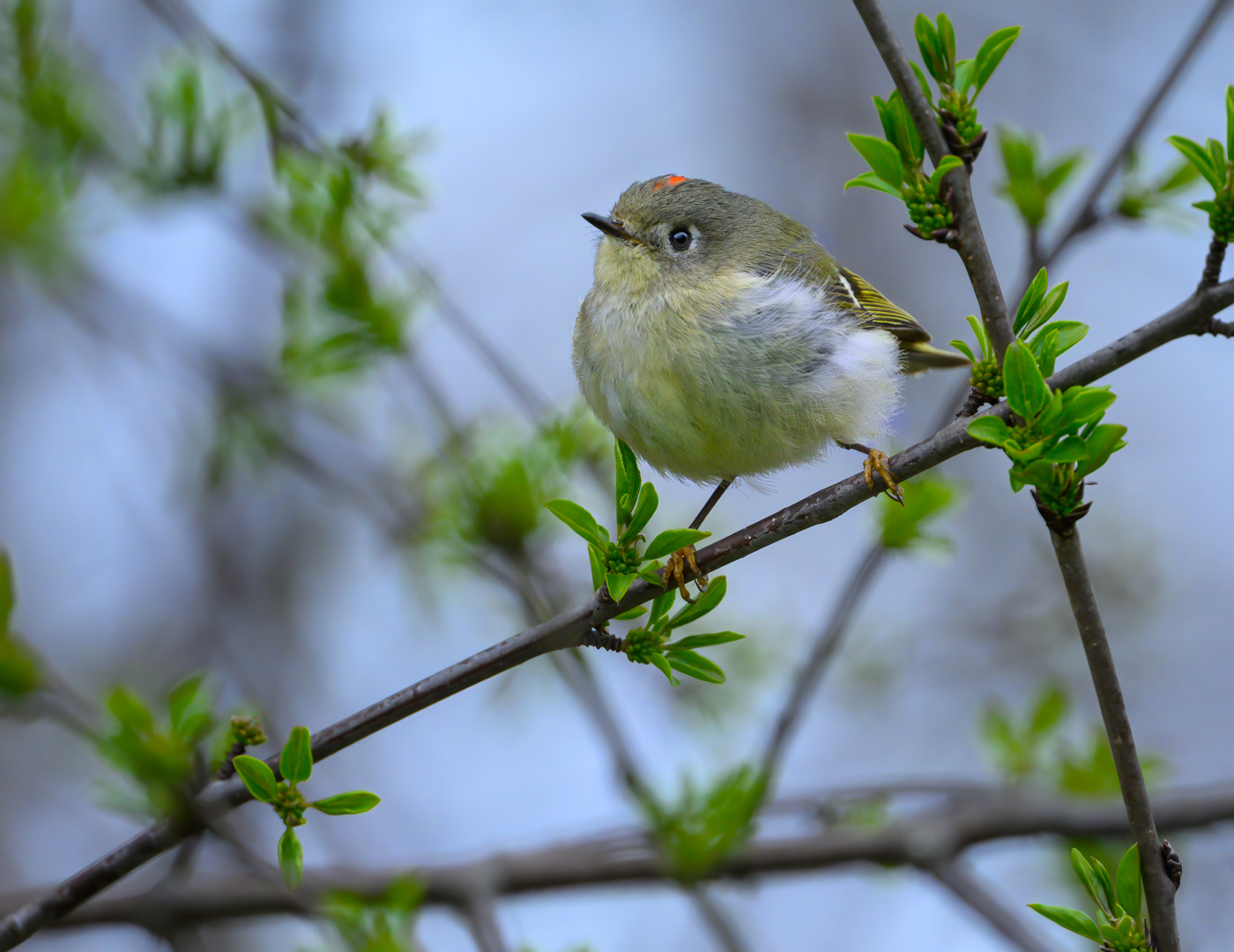 Ruby-crowned kinglet