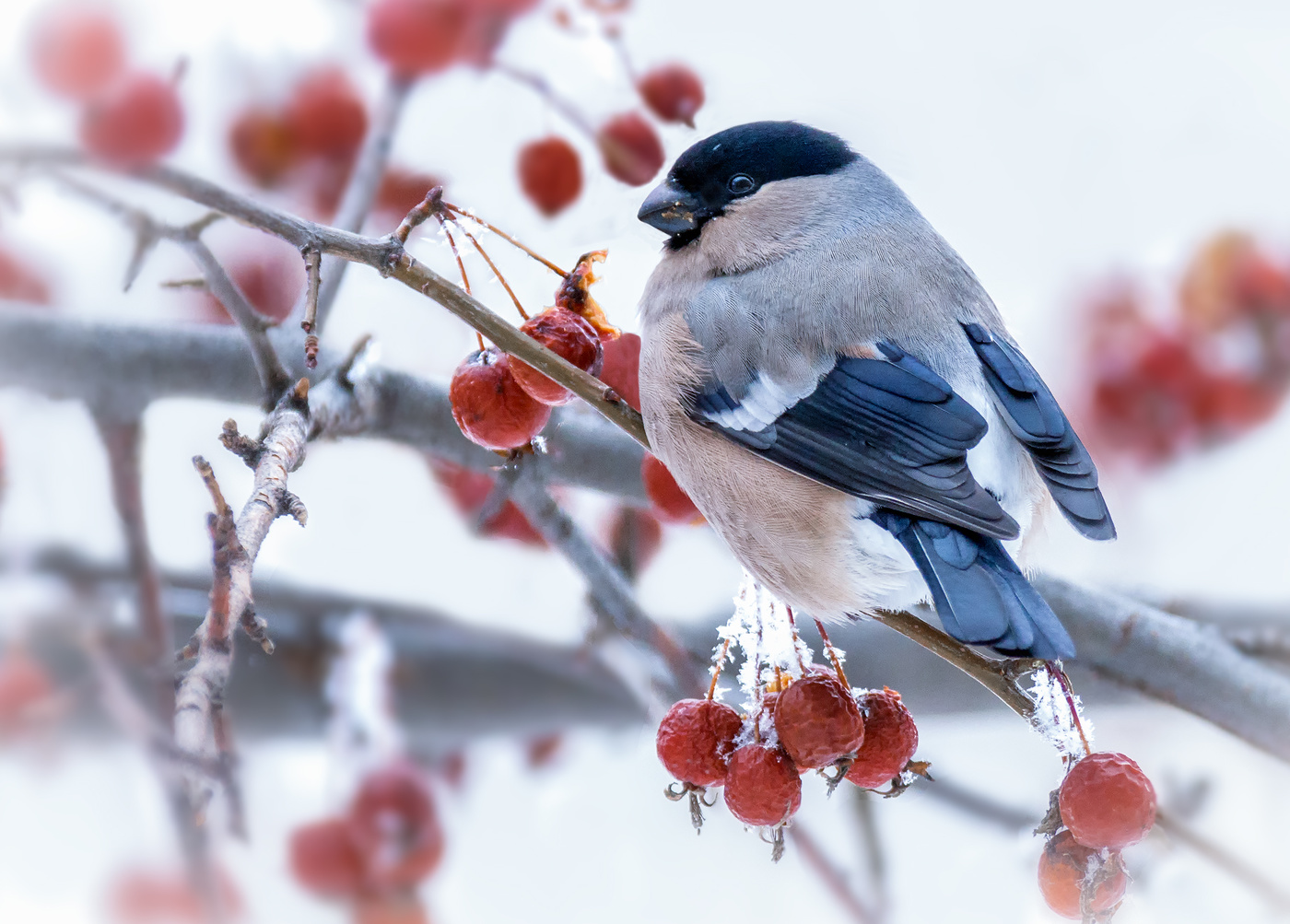 Снегирь на мартовских ранетках.