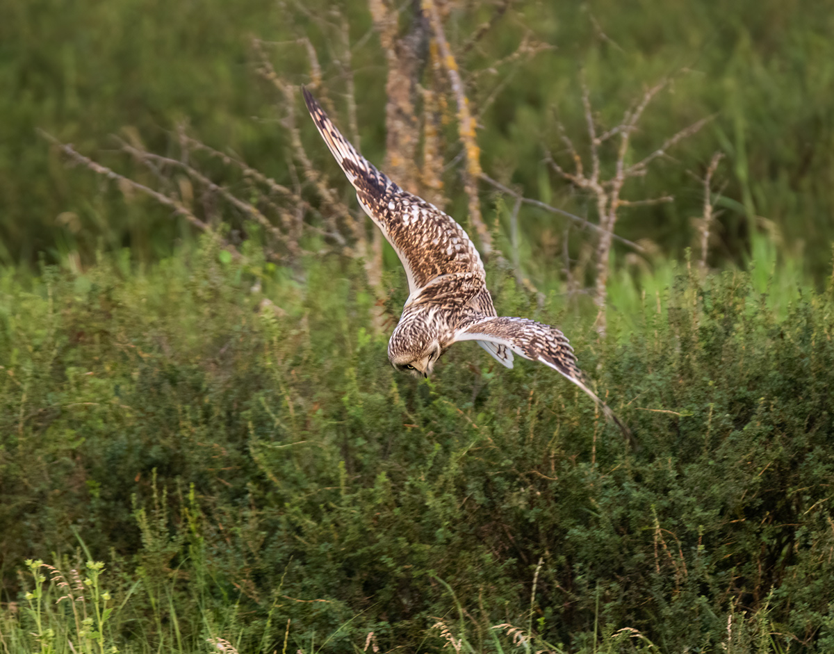 Охота болотной совы