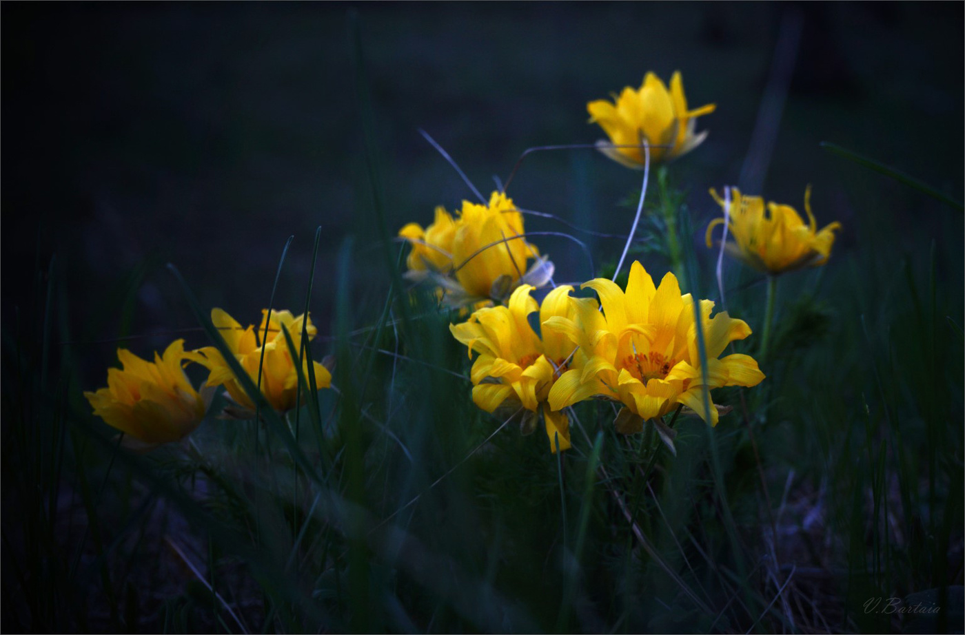 Огоньки вечернего леса