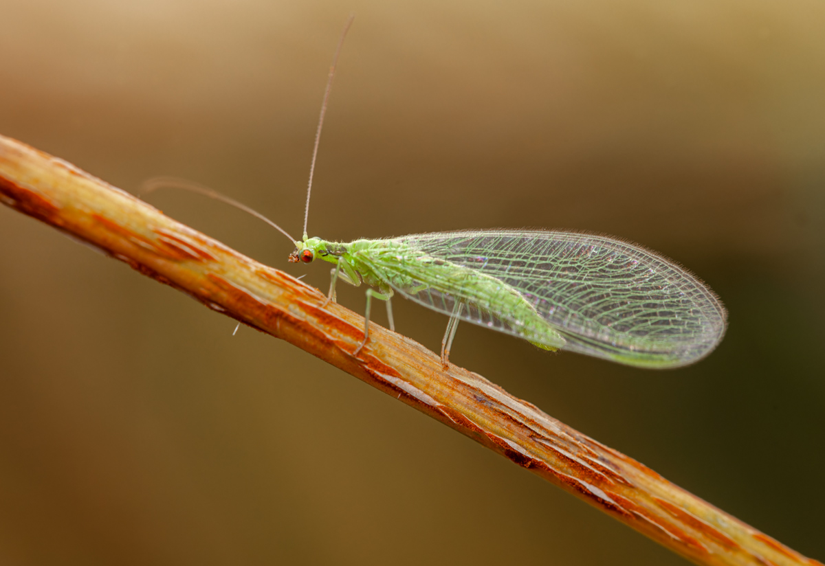 Златоглазка